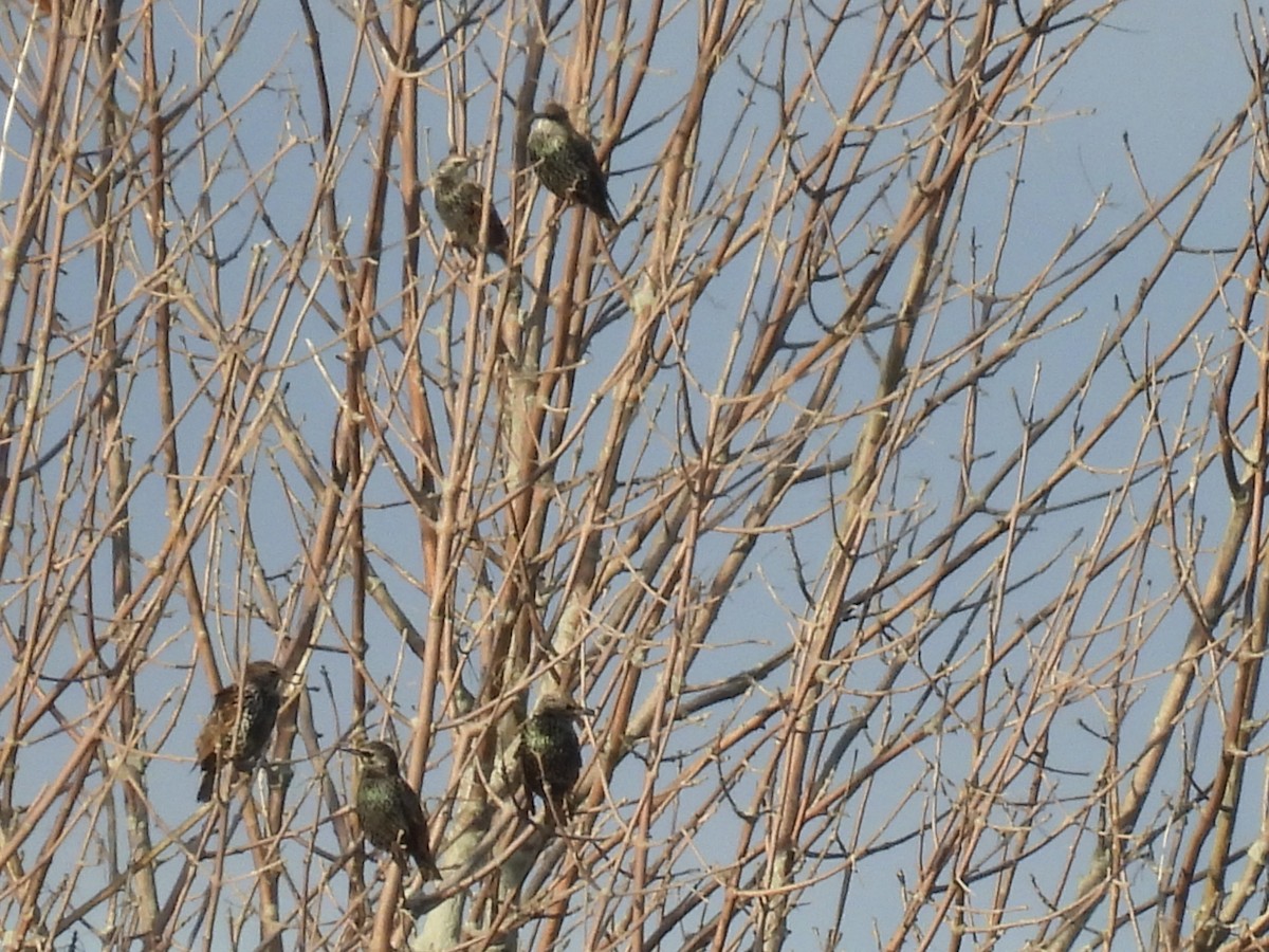 European Starling - ML644011468