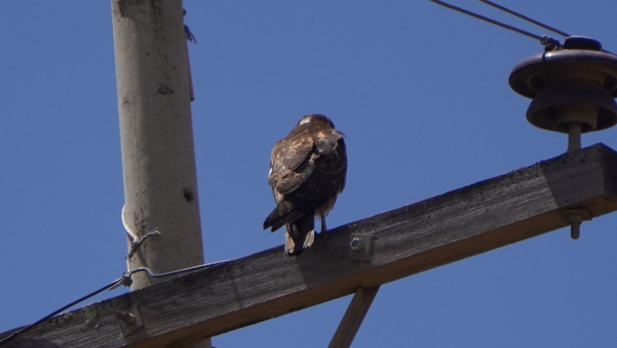 Variable Hawk - ML644011477