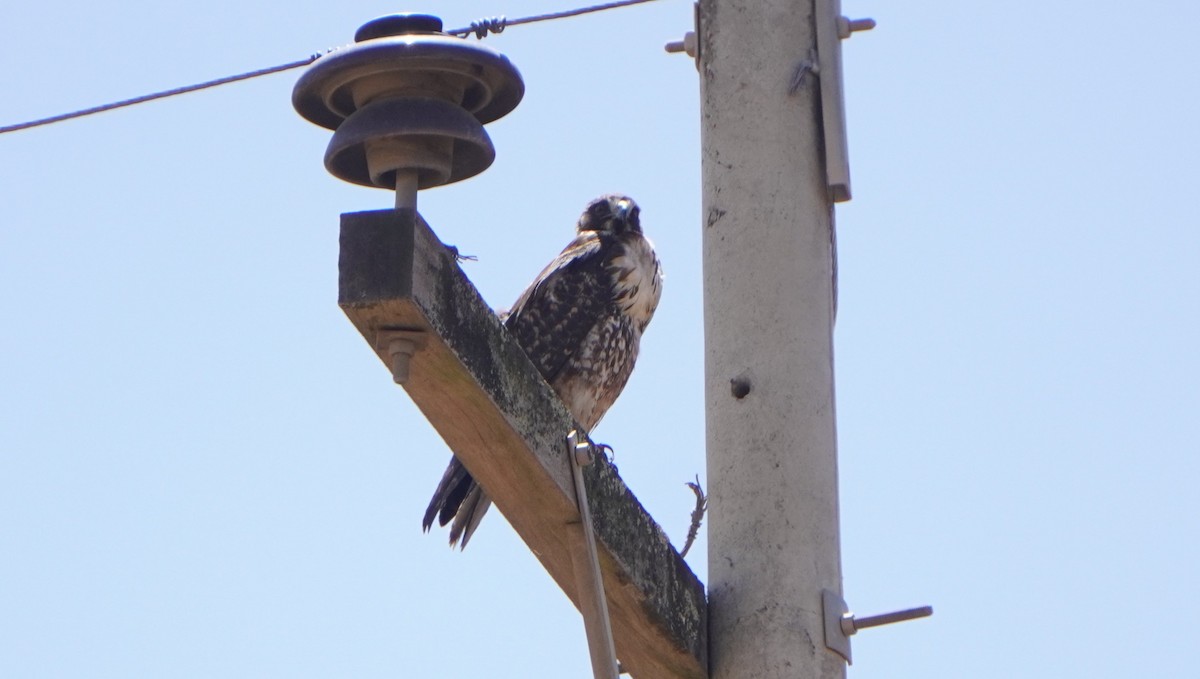 Variable Hawk - ML644011478