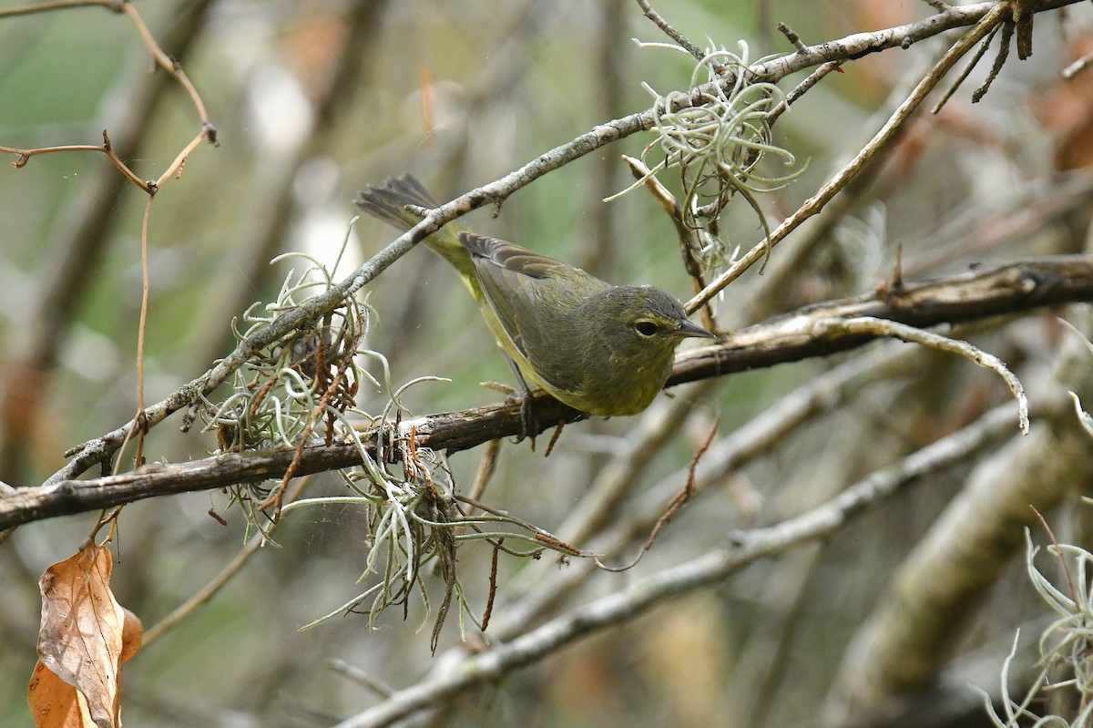 Orange-crowned Warbler - ML644011481