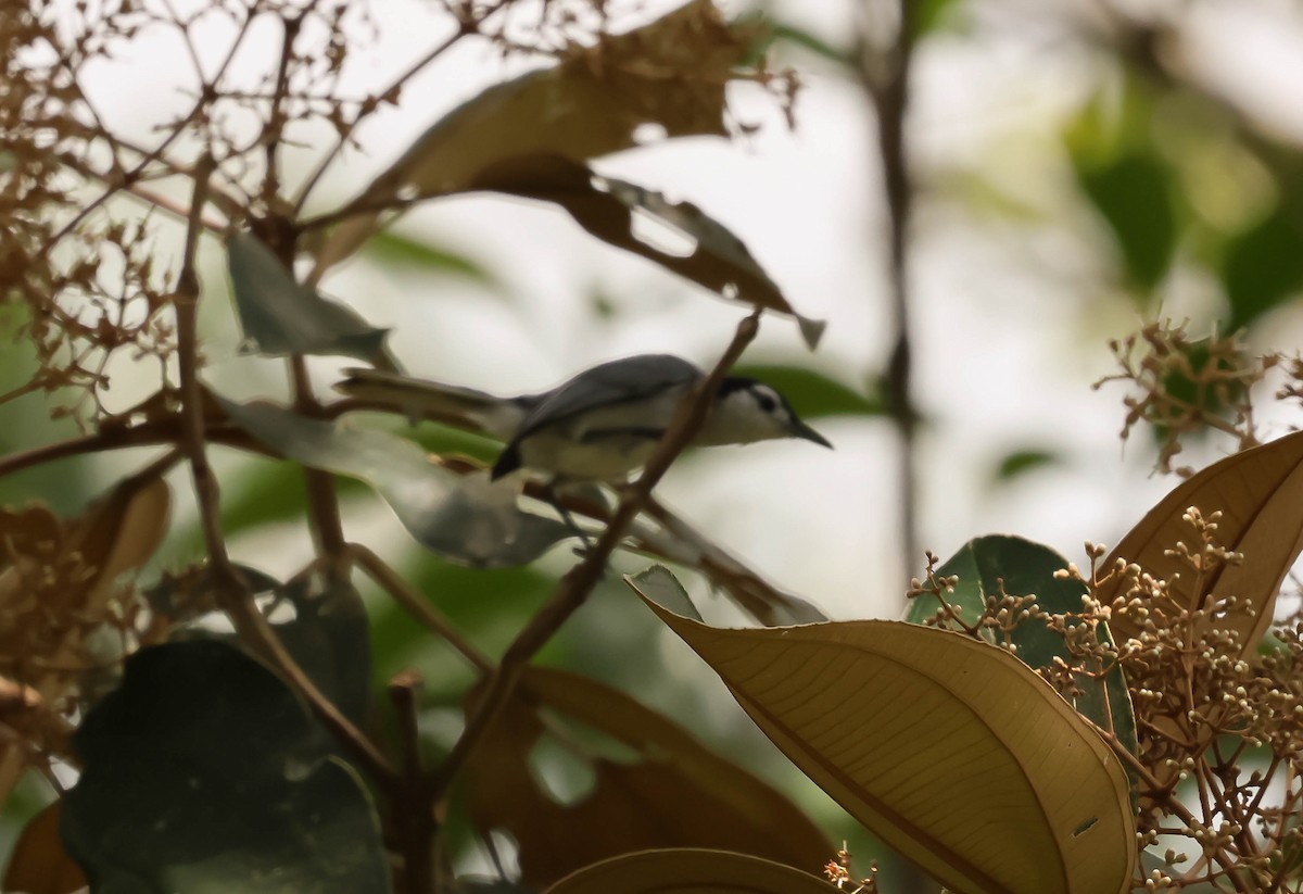 White-browed Gnatcatcher - ML644011490