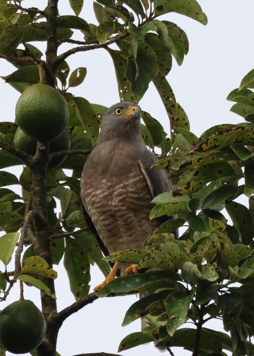 Roadside Hawk - ML644011498