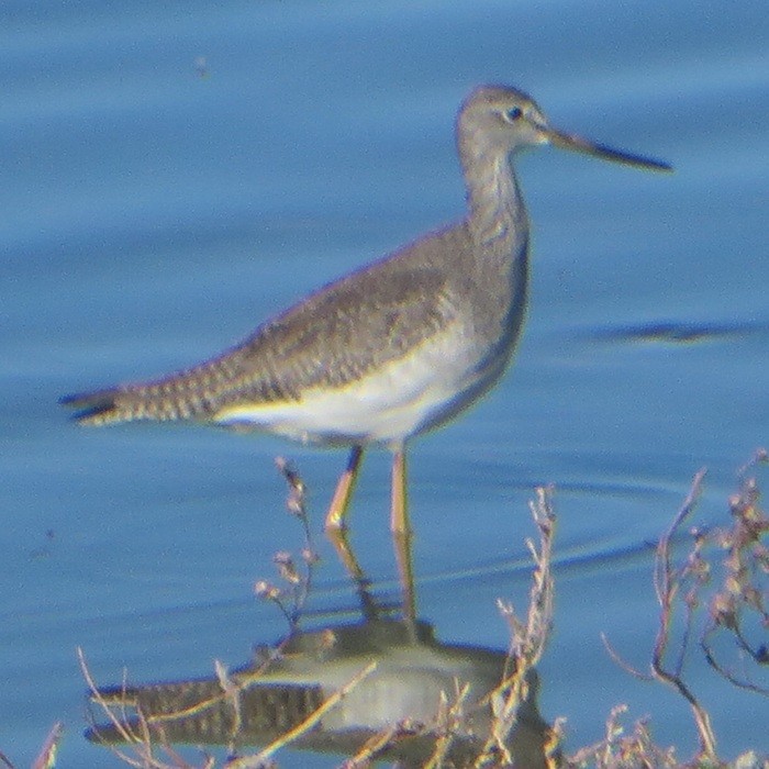 Greater Yellowlegs - ML644011504