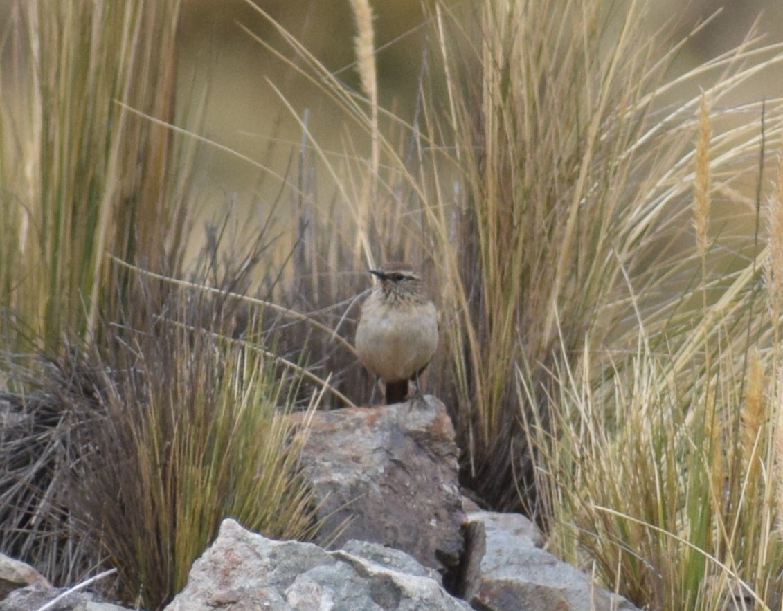 Streak-throated Canastero - ML644011522