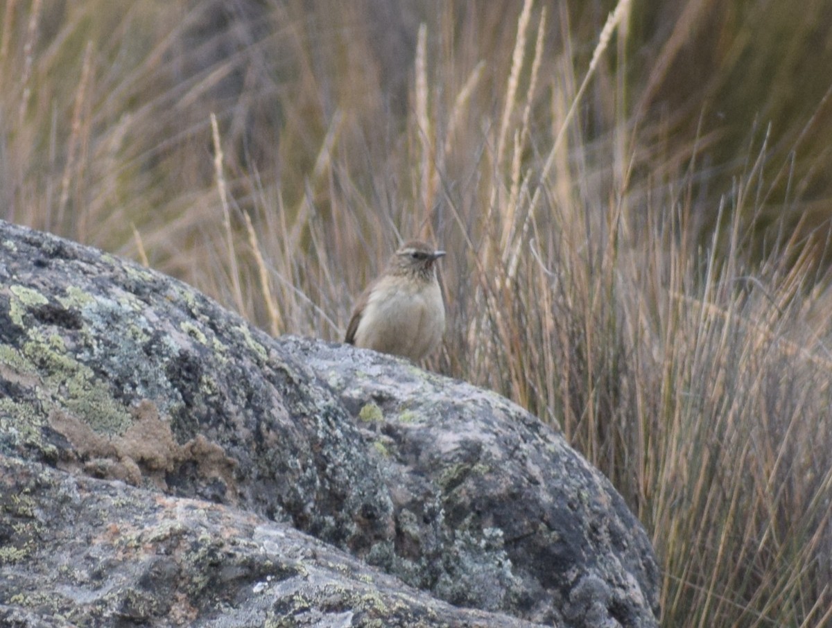 Streak-throated Canastero - ML644011523