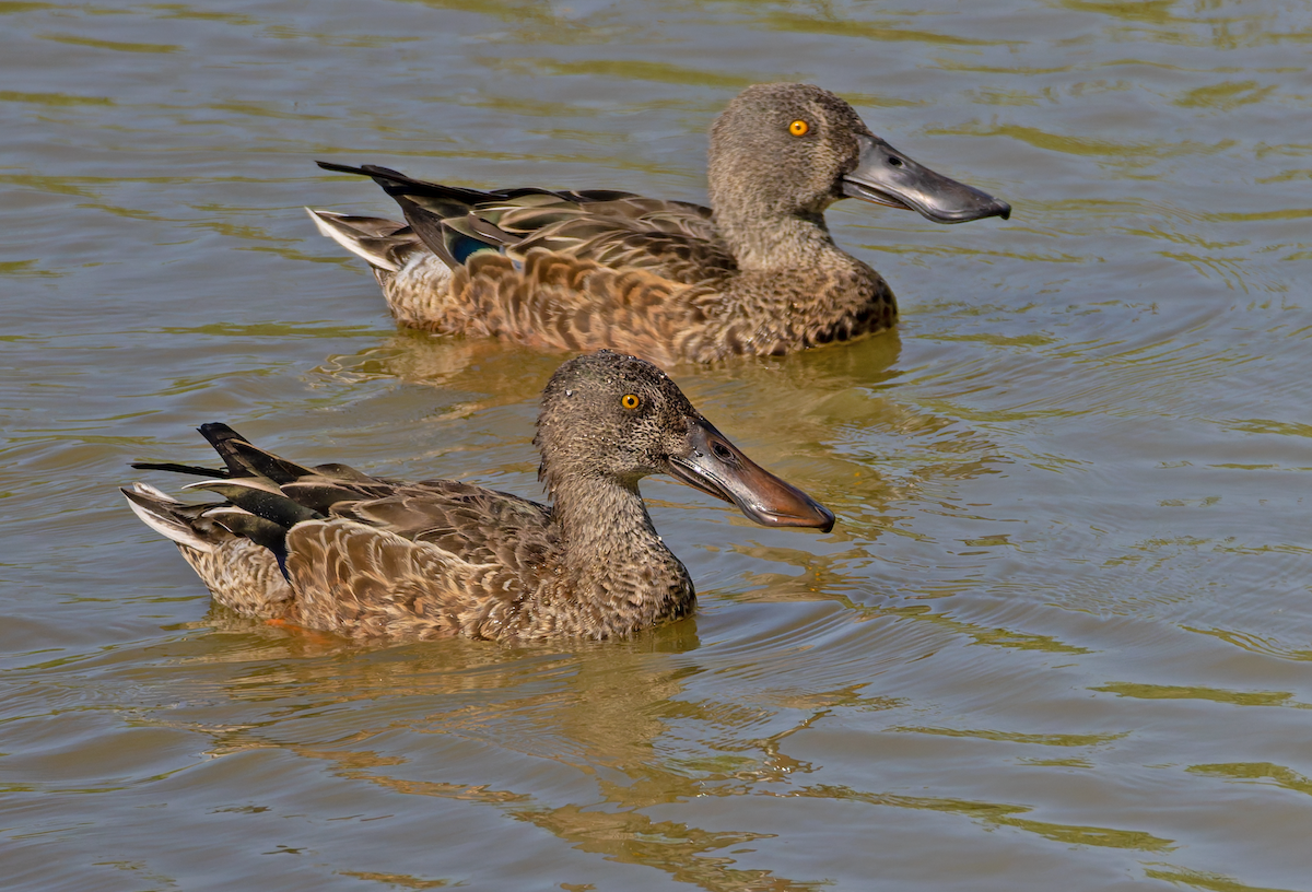 Northern Shoveler - ML644011548