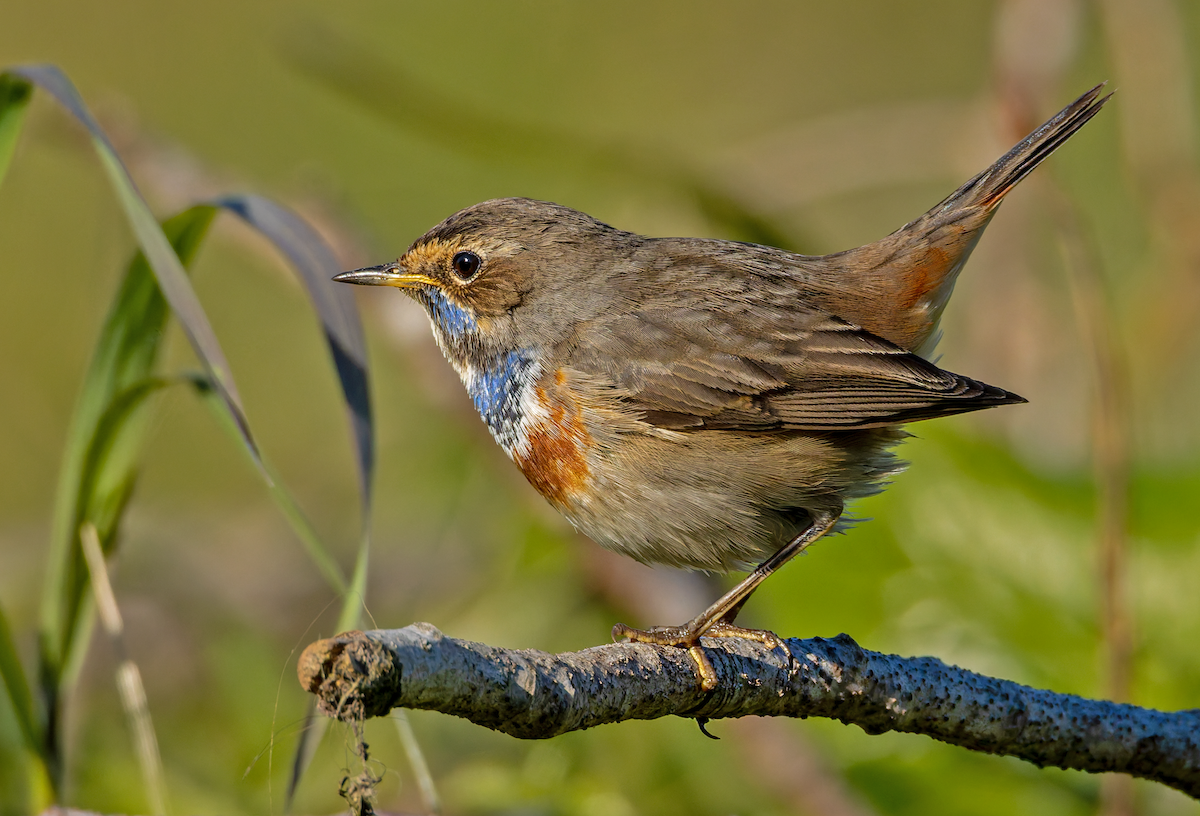 Bluethroat - ML644011555