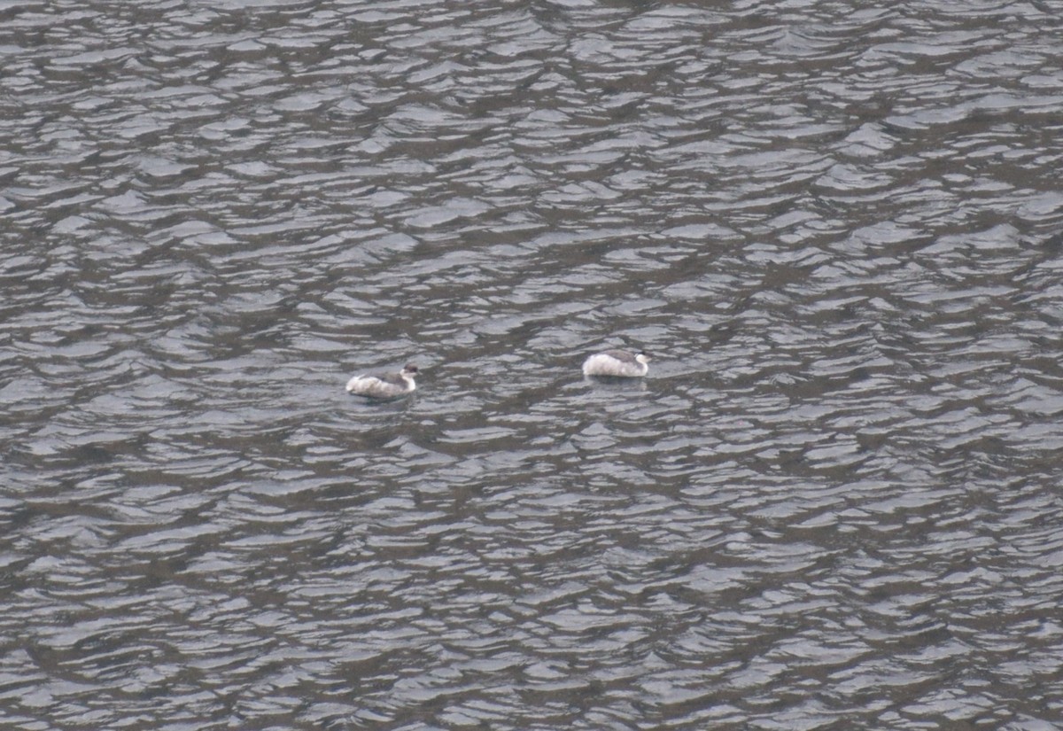 Silvery Grebe - ML644011560