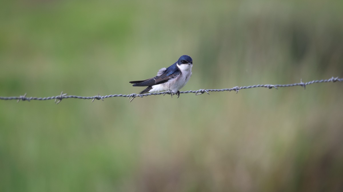 Chilean Swallow - ML644011562