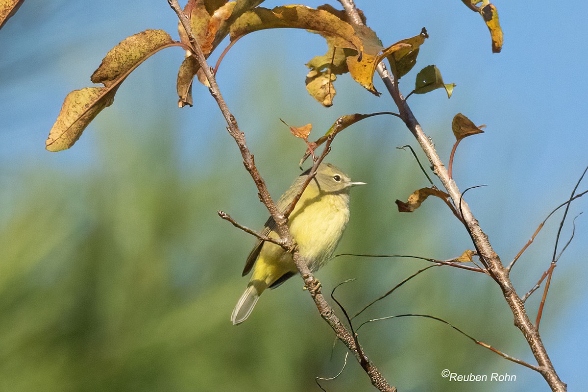 Orange-crowned Warbler - ML644011563