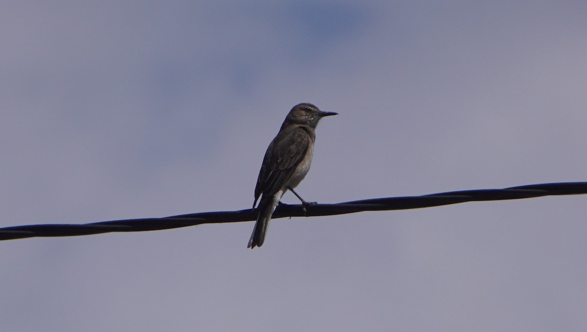 Black-billed Shrike-Tyrant - ML644011576