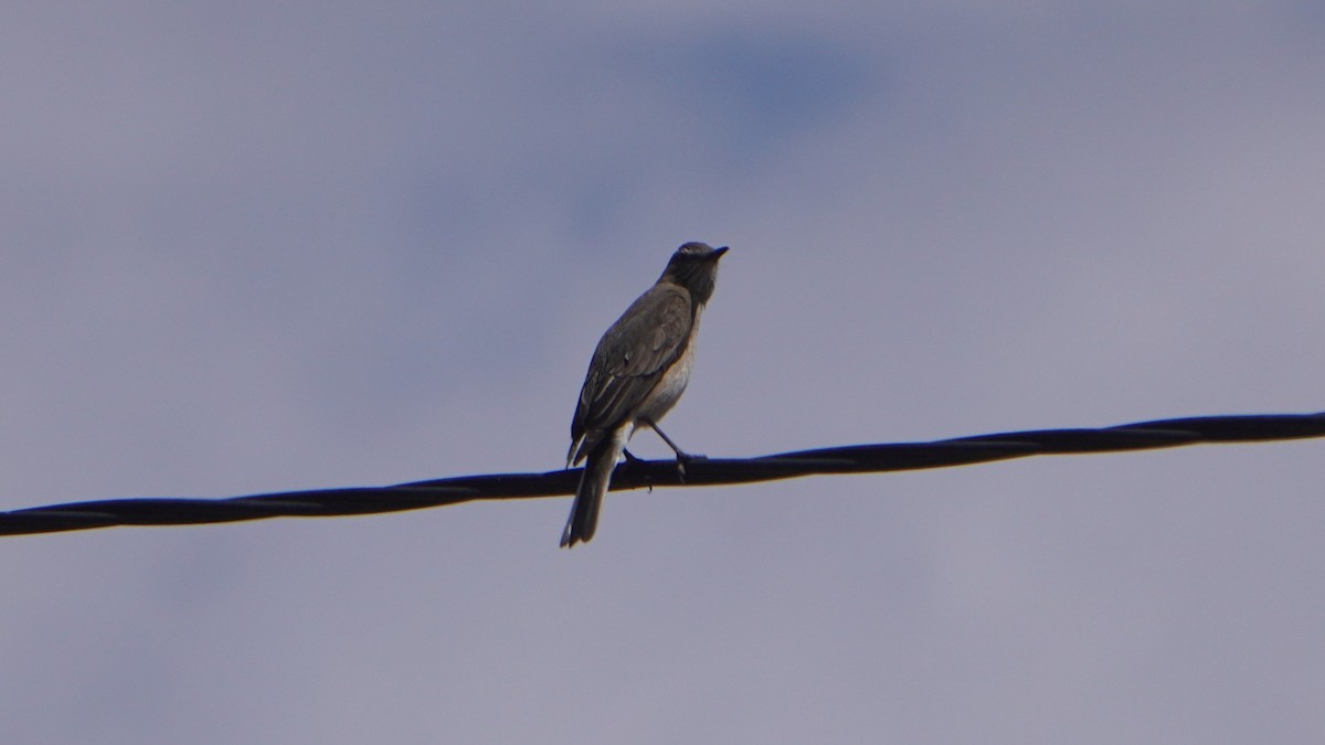 Black-billed Shrike-Tyrant - ML644011577