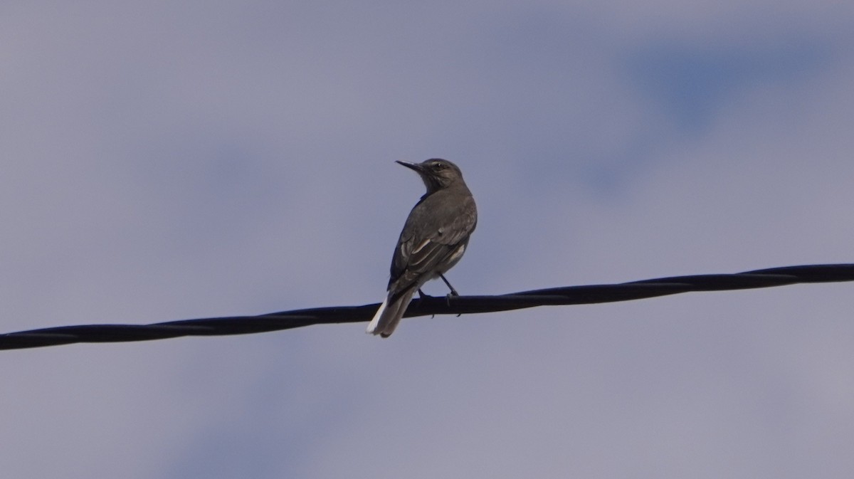 Black-billed Shrike-Tyrant - ML644011578
