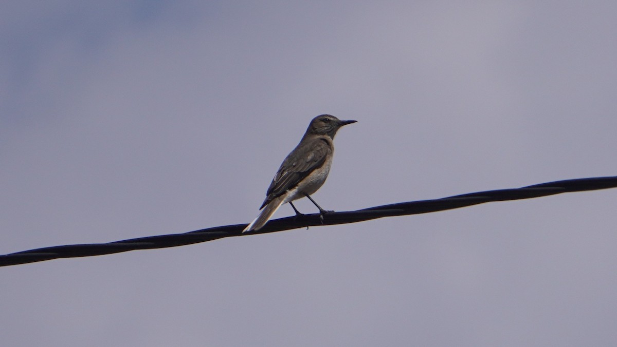 Black-billed Shrike-Tyrant - ML644011579