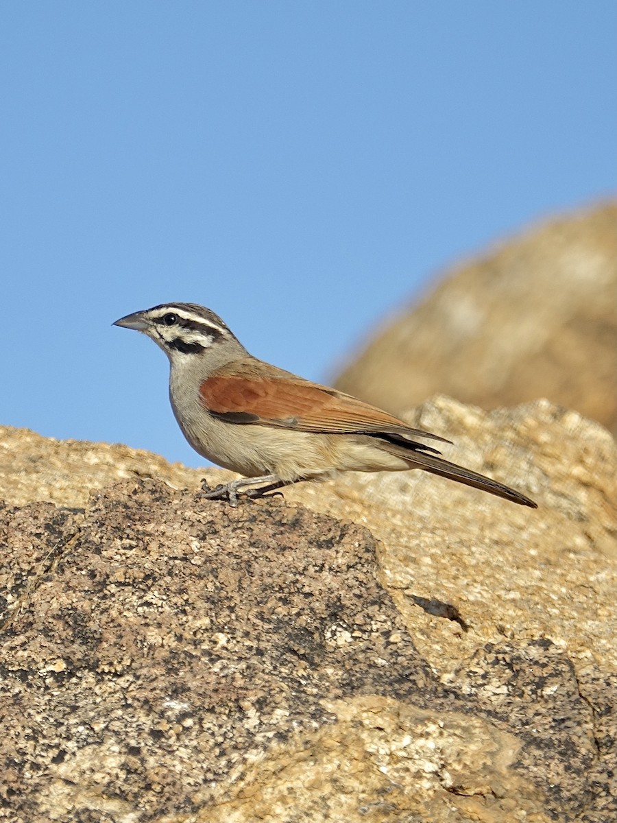 kappspurv - ML644011603