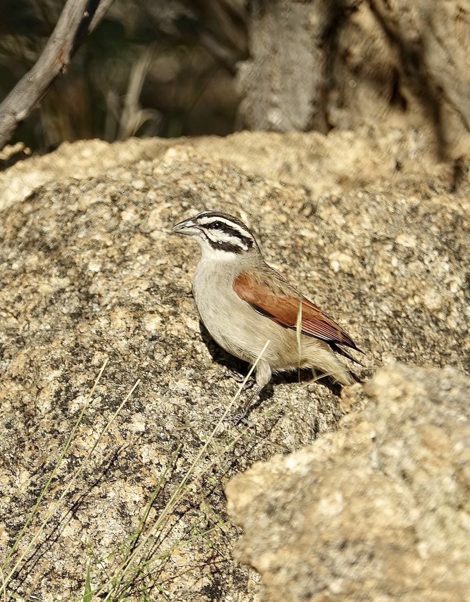 kappspurv - ML644011604