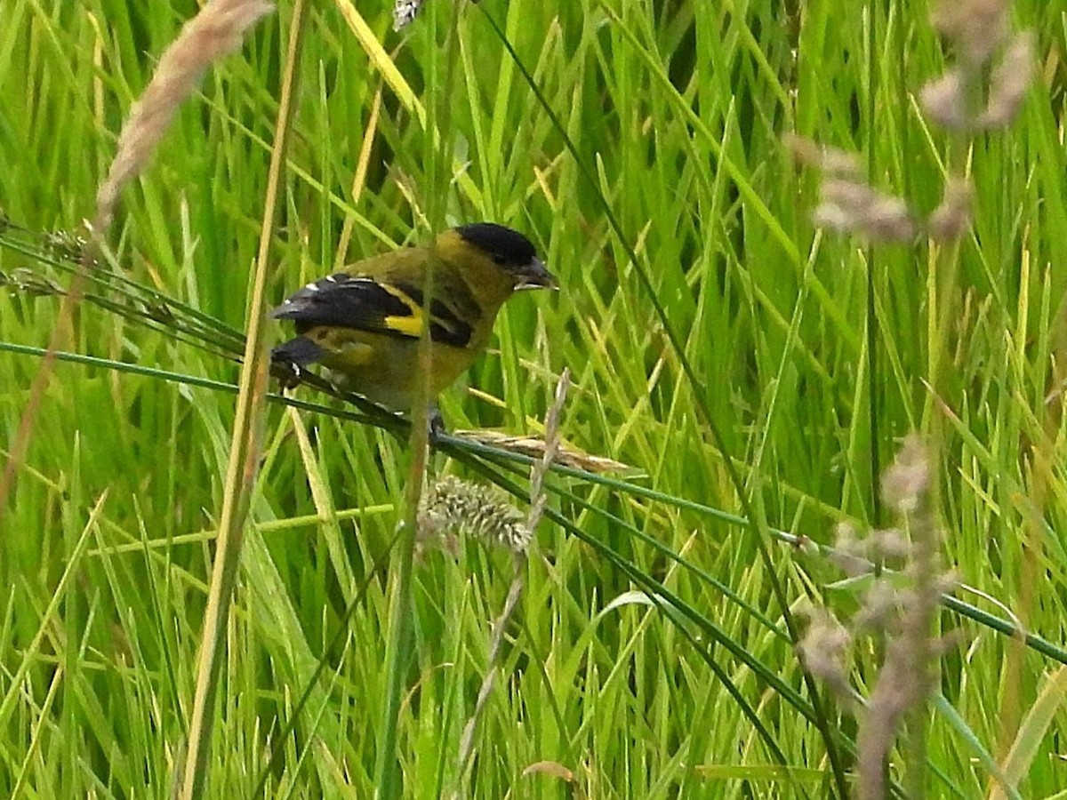Andean Siskin - ML644011614