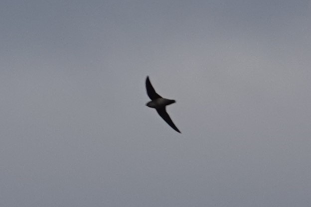 Vaux's Swift - ML644011619