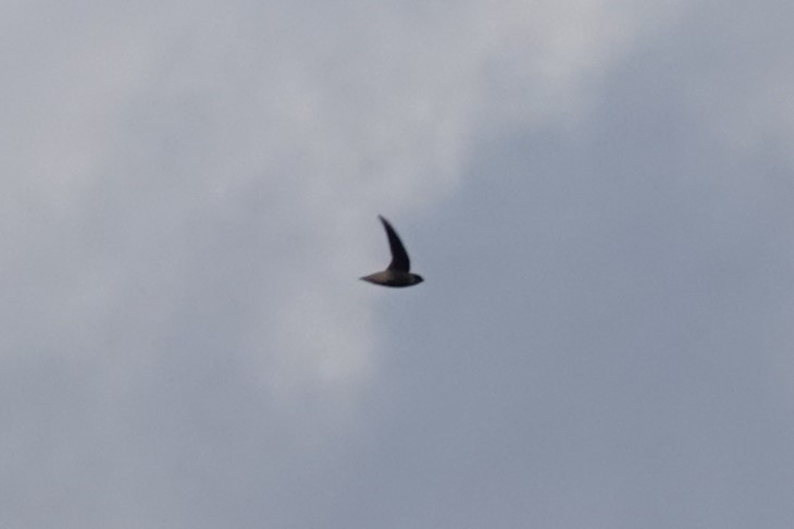 Vaux's Swift - ML644011621