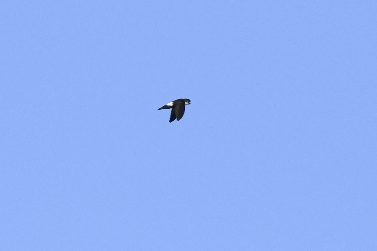 Antillean Palm Swift - ML644011627