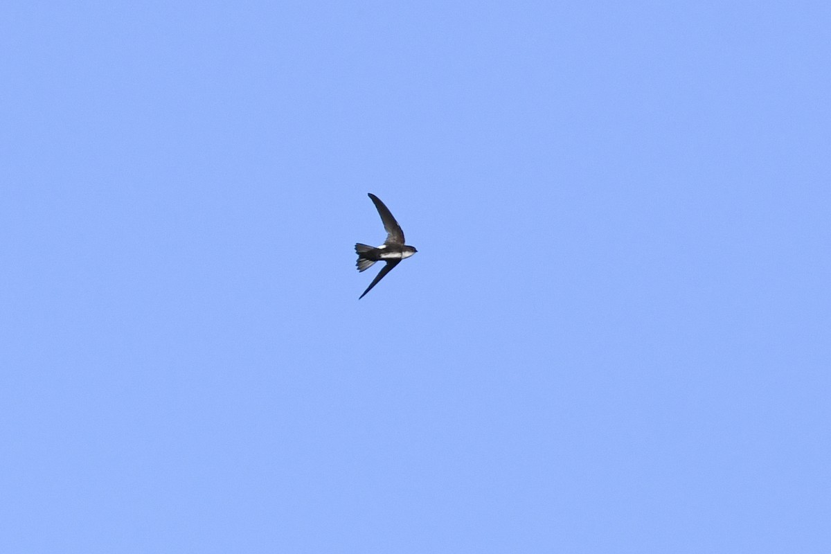 Antillean Palm Swift - ML644011628