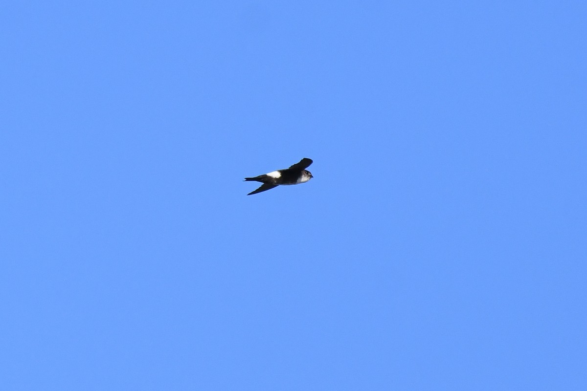 Antillean Palm Swift - ML644011629