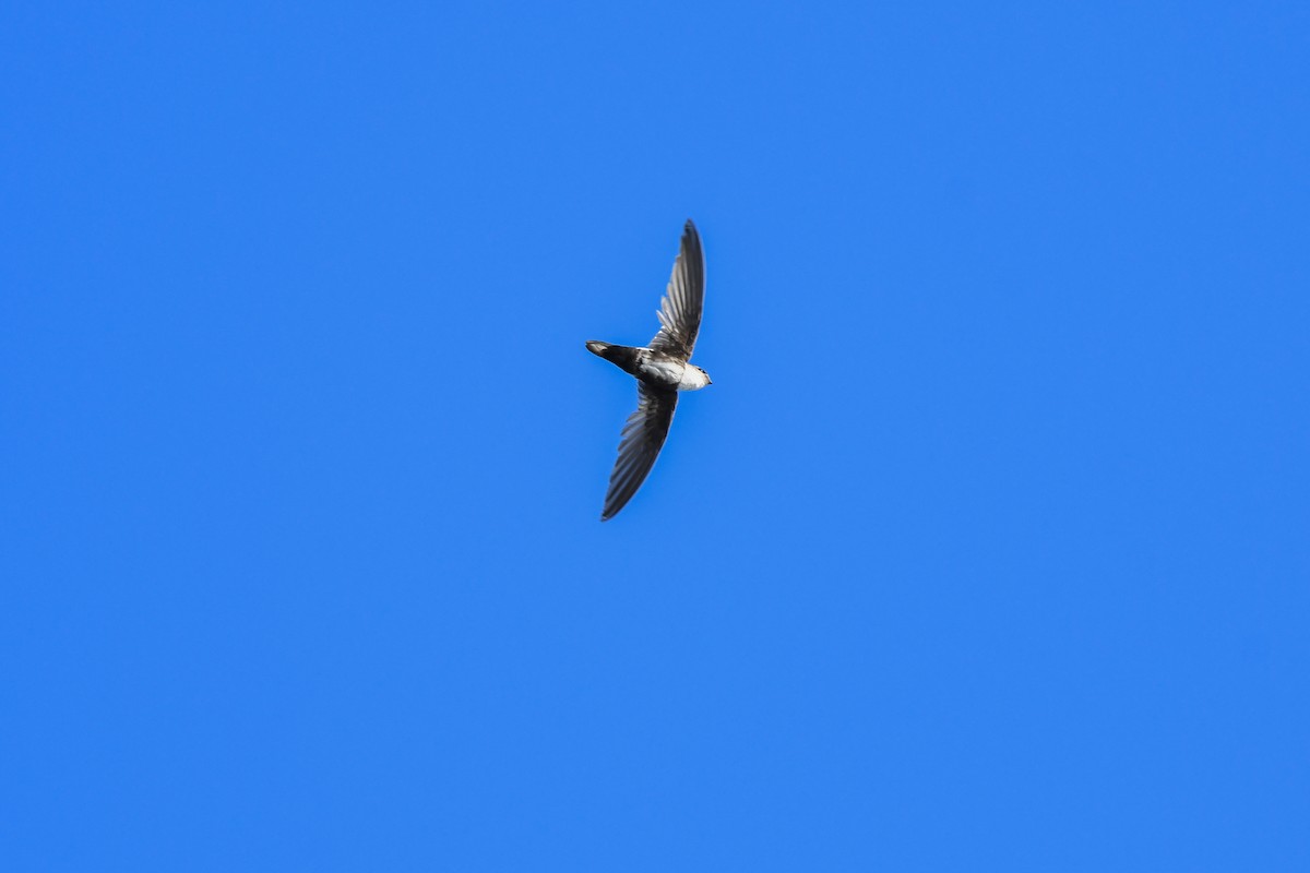 Antillean Palm Swift - ML644011630