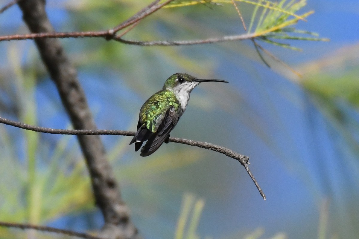 Hispaniolan Mango - ML644011632