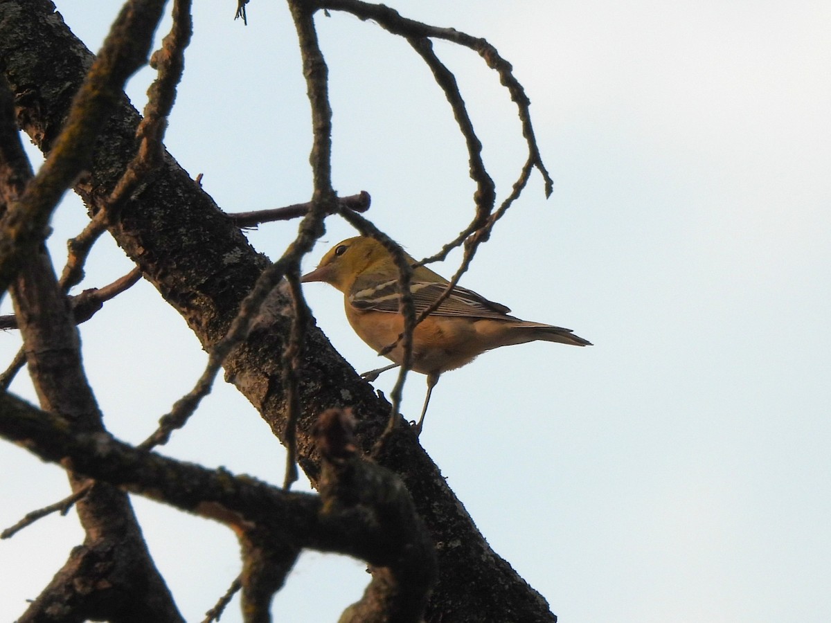 Bay-breasted Warbler - ML644011636