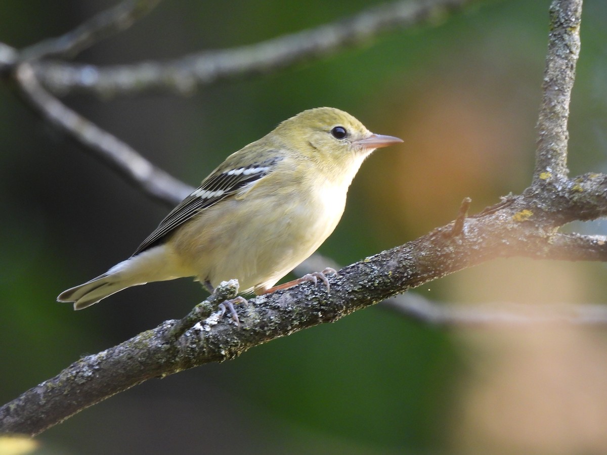 Bay-breasted Warbler - ML644011641