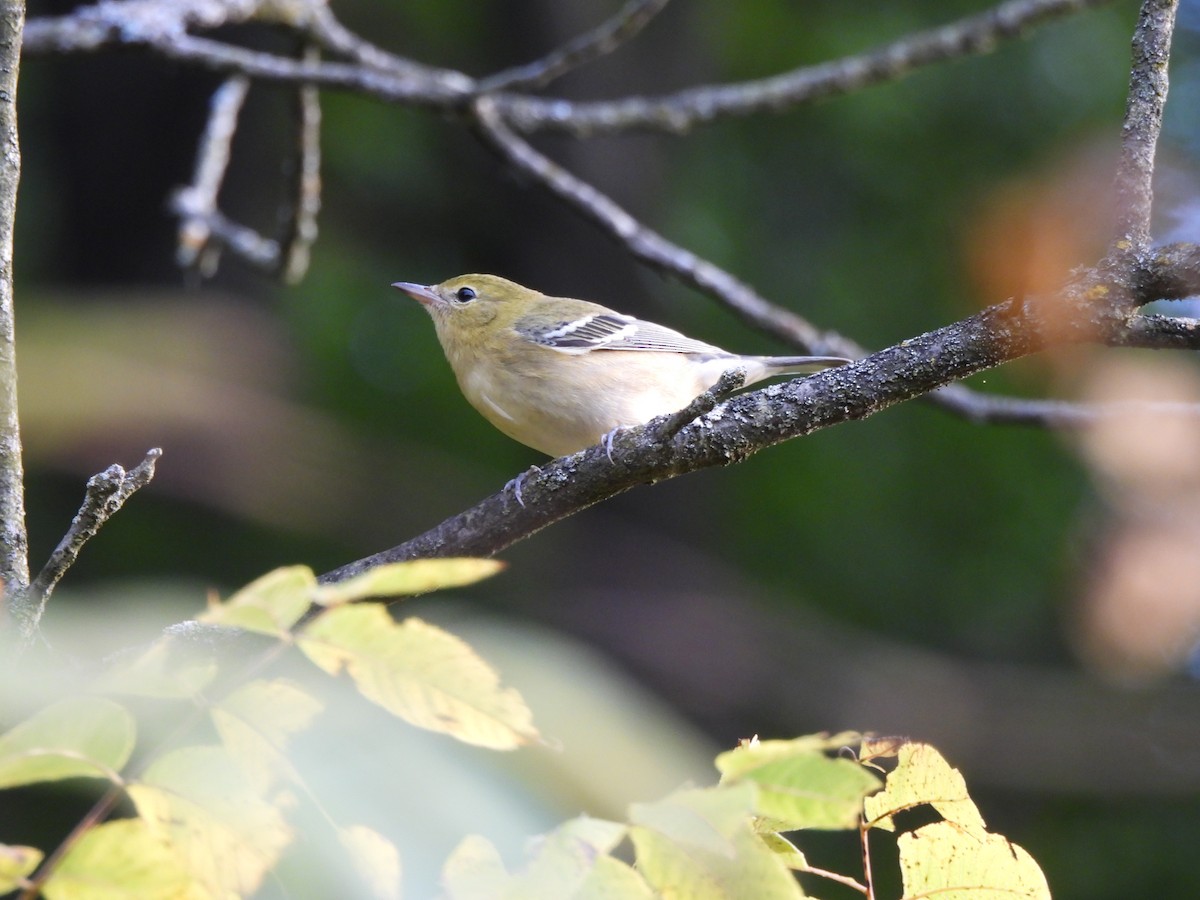 Bay-breasted Warbler - ML644011643