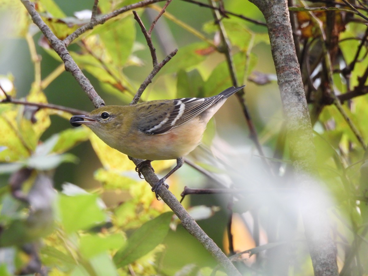 Bay-breasted Warbler - ML644011644