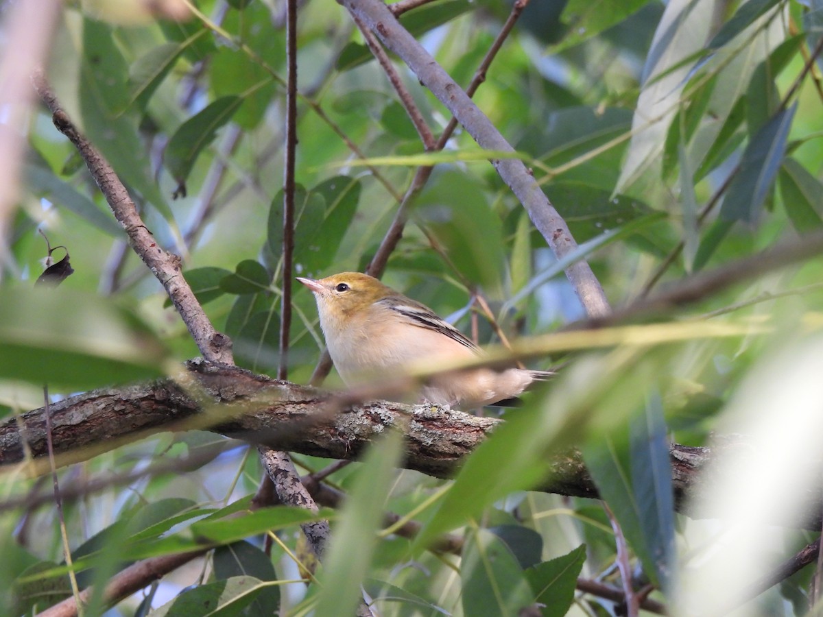 Bay-breasted Warbler - ML644011645