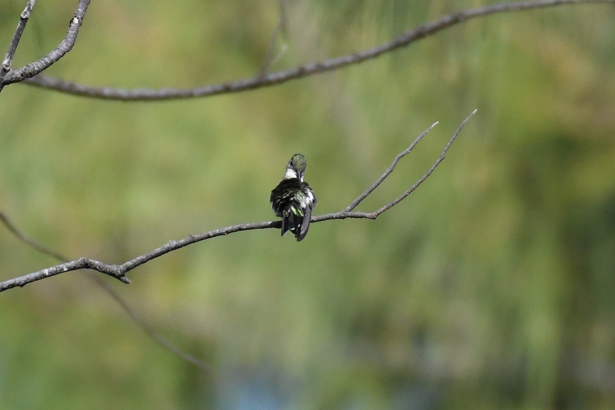 Hispaniolan Mango - ML644011647