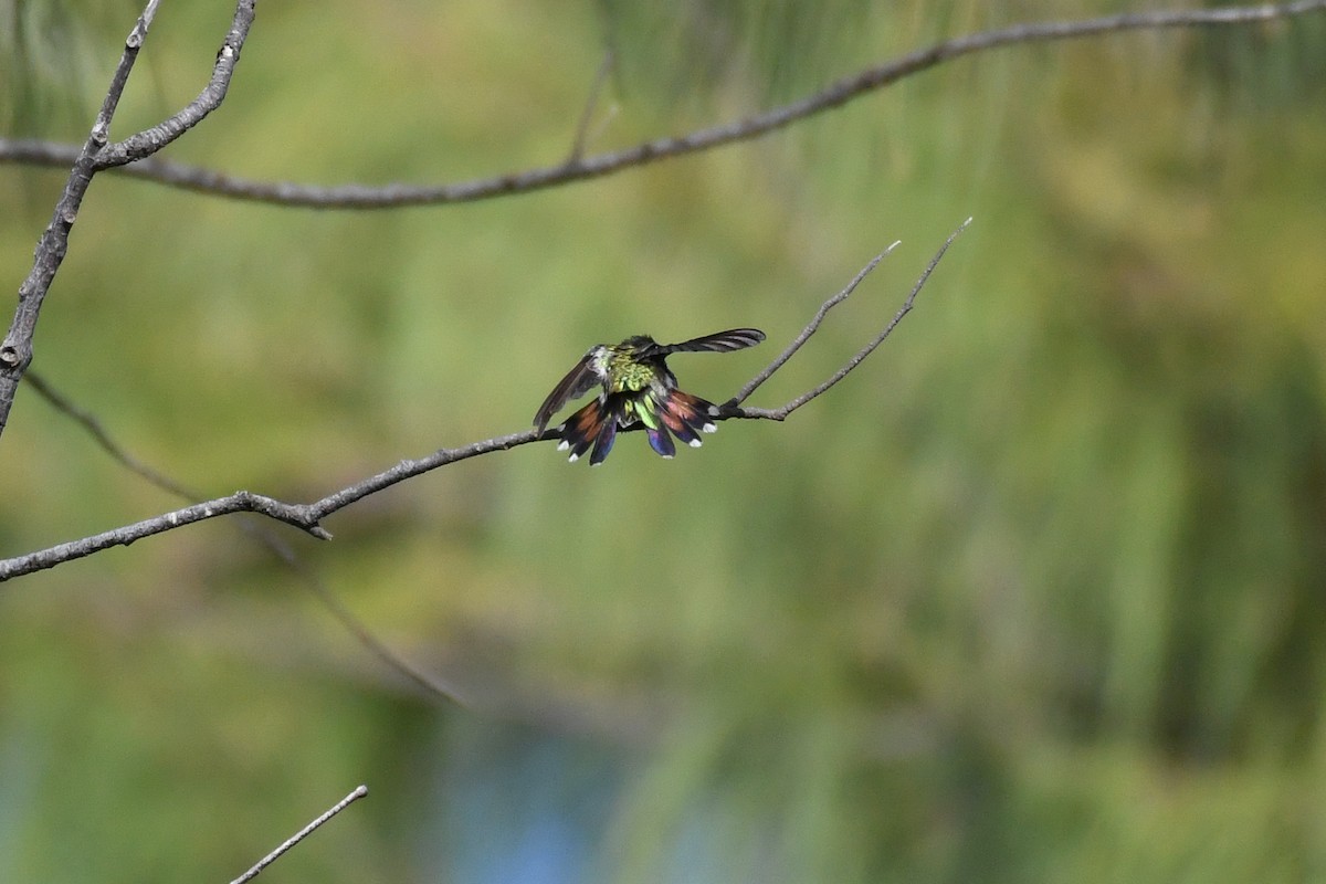 Hispaniolan Mango - ML644011648