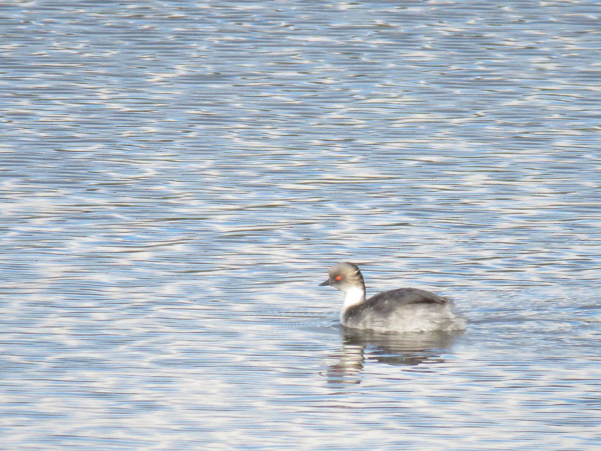 Silvery Grebe - ML644011671