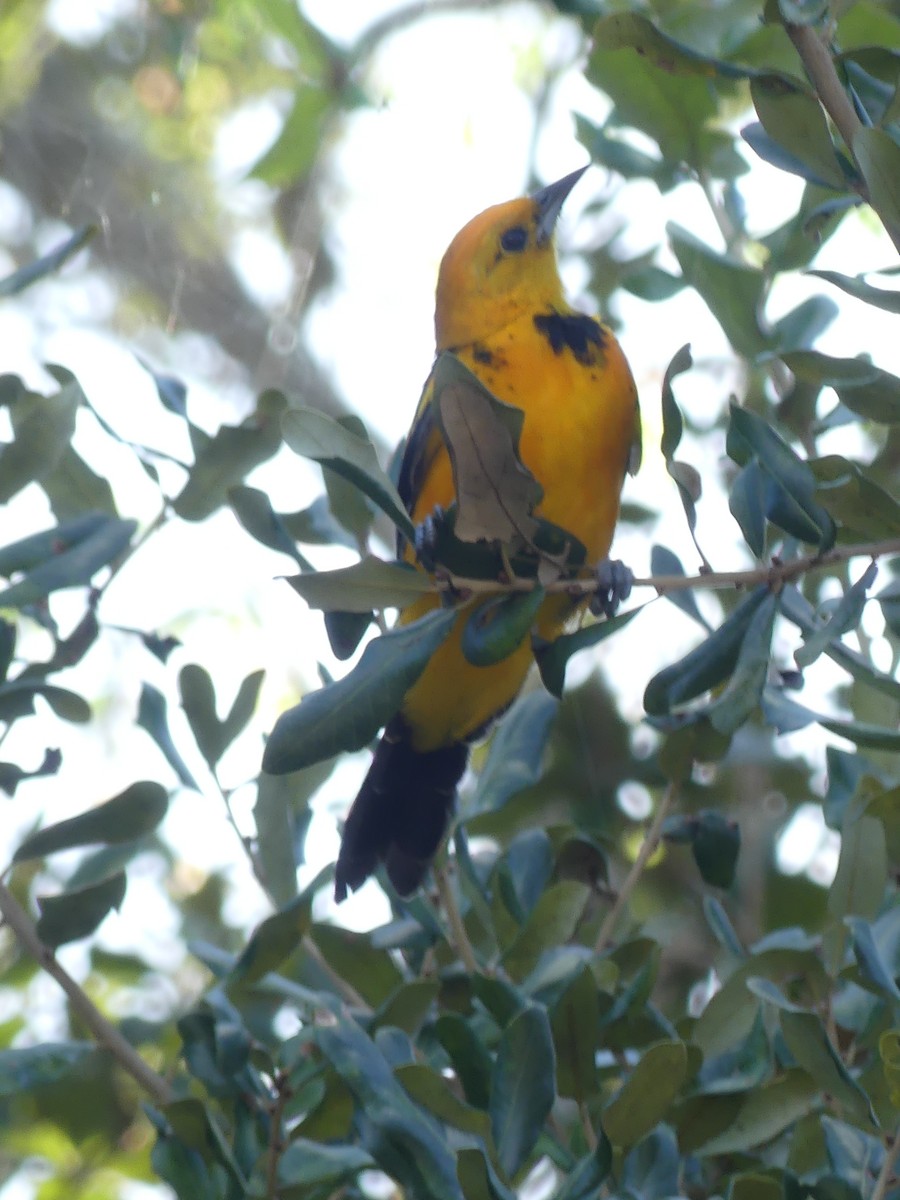 Spot-breasted Oriole - ML644011677