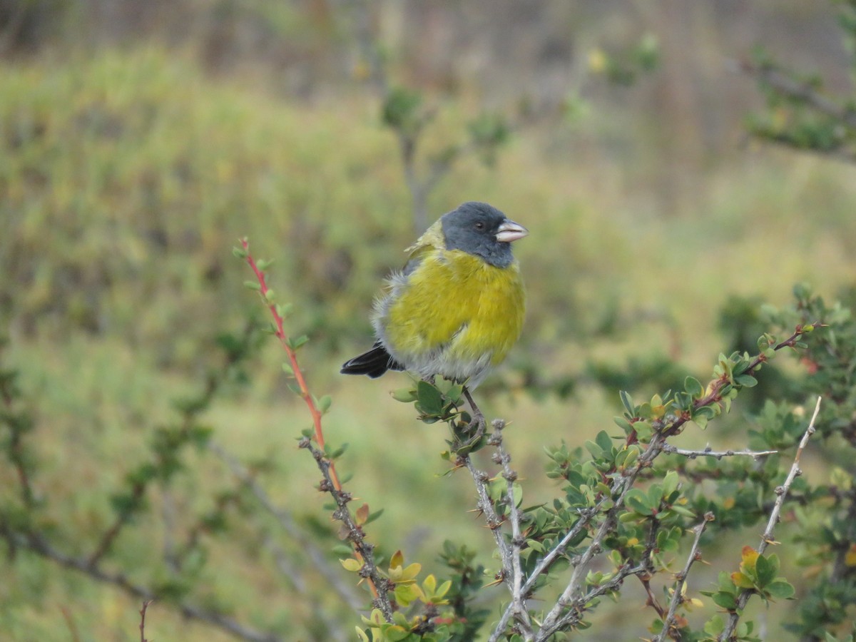 Gray-hooded Sierra Finch - ML644011706