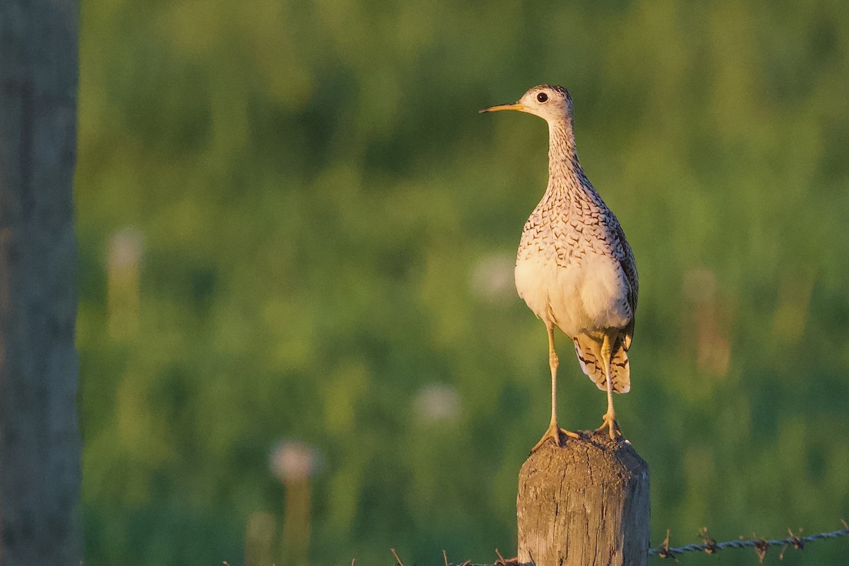 Upland Sandpiper - ML644011711