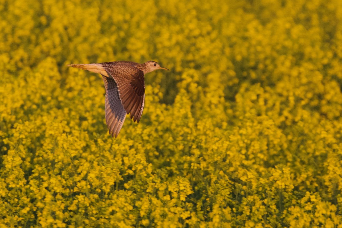 Upland Sandpiper - ML644011712