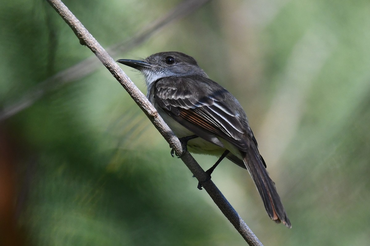 Hispanyola Sinekkapanı - ML644011743