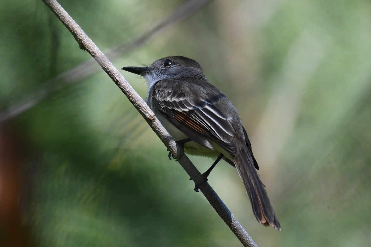 Hispanyola Sinekkapanı - ML644011746