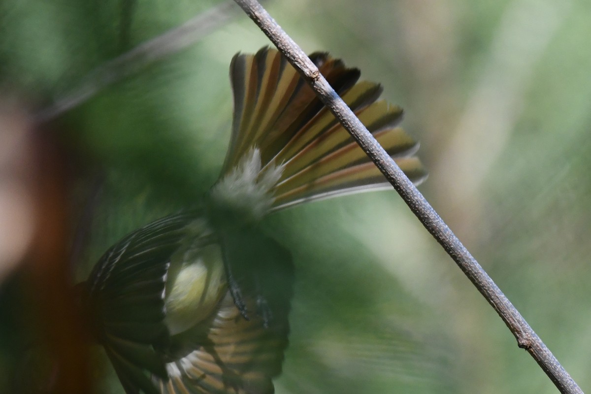 Hispanyola Sinekkapanı - ML644011749