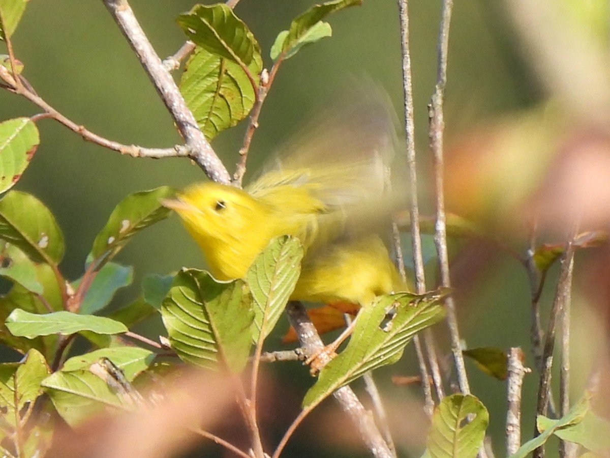 Yellow Warbler (Northern) - ML644011750