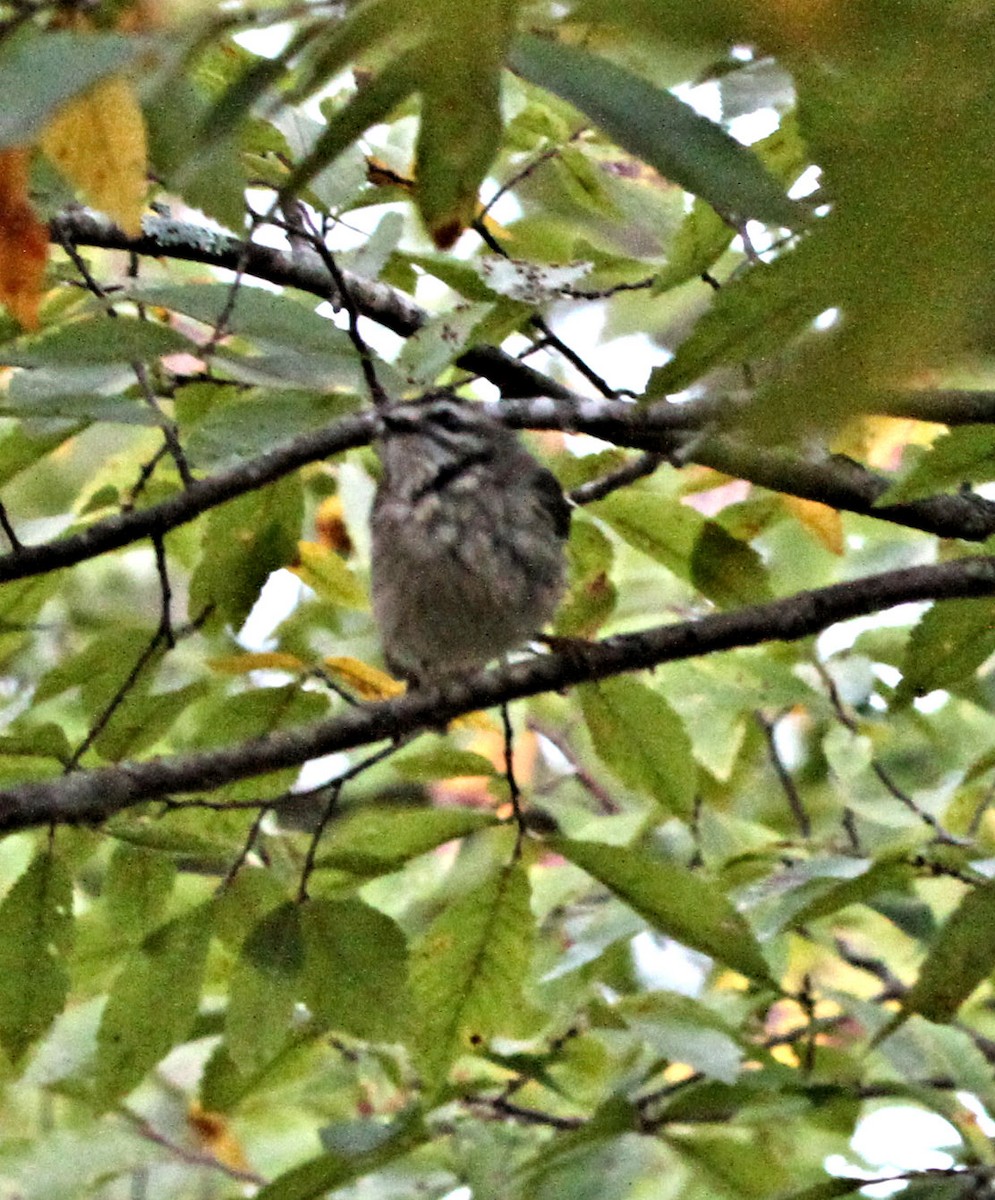 Erregetxo amerikarra - ML644011759