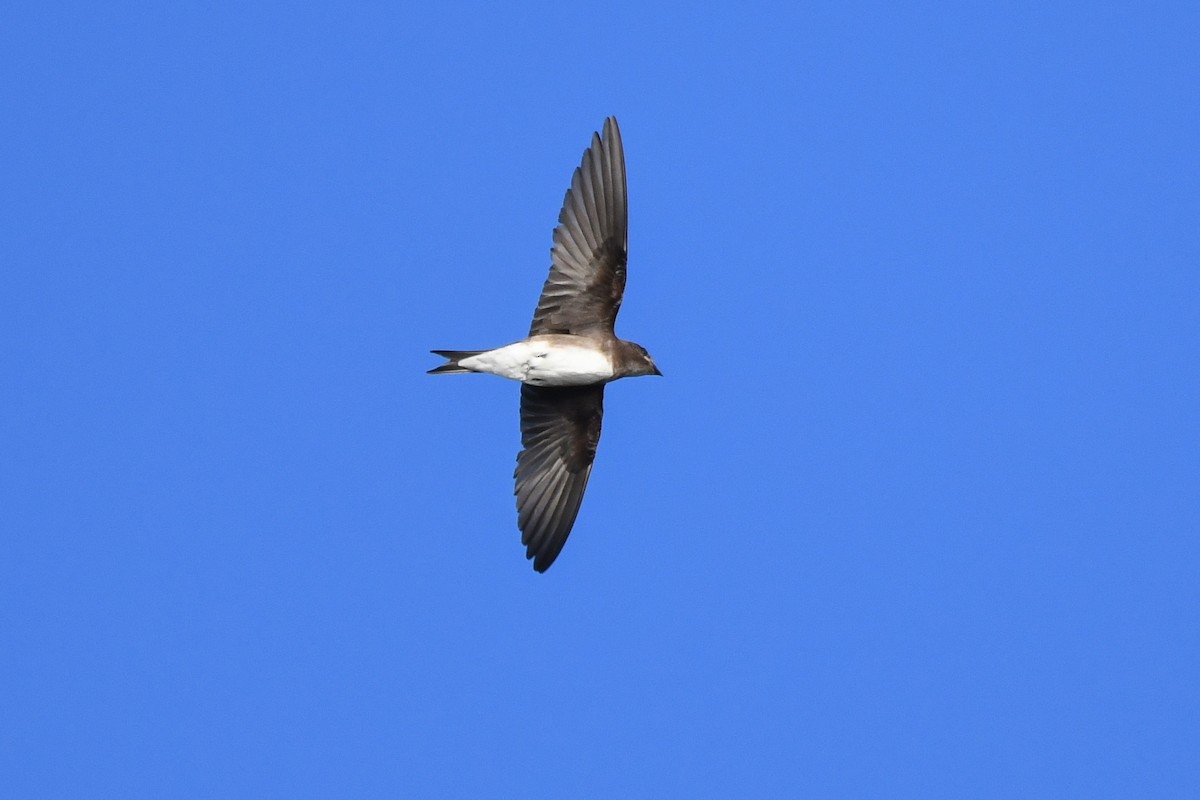 Caribbean Martin - ML644011763