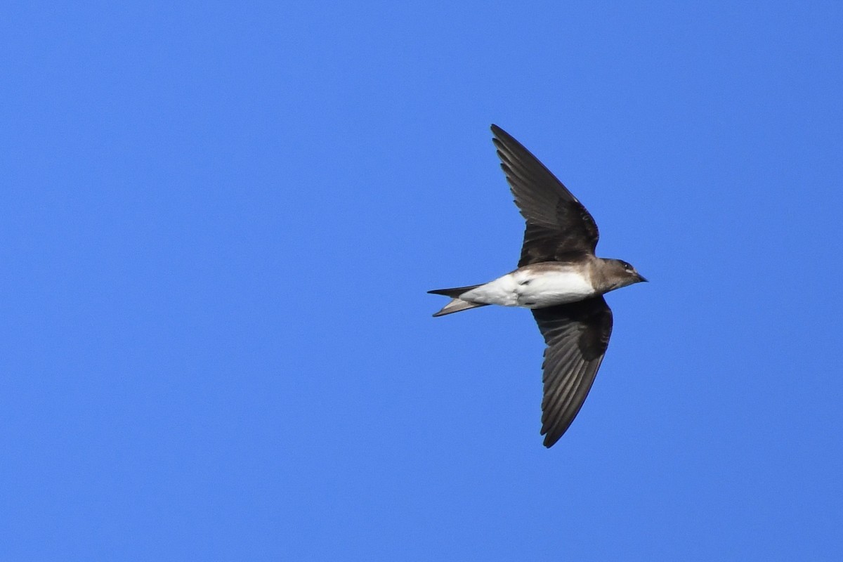 Caribbean Martin - ML644011770