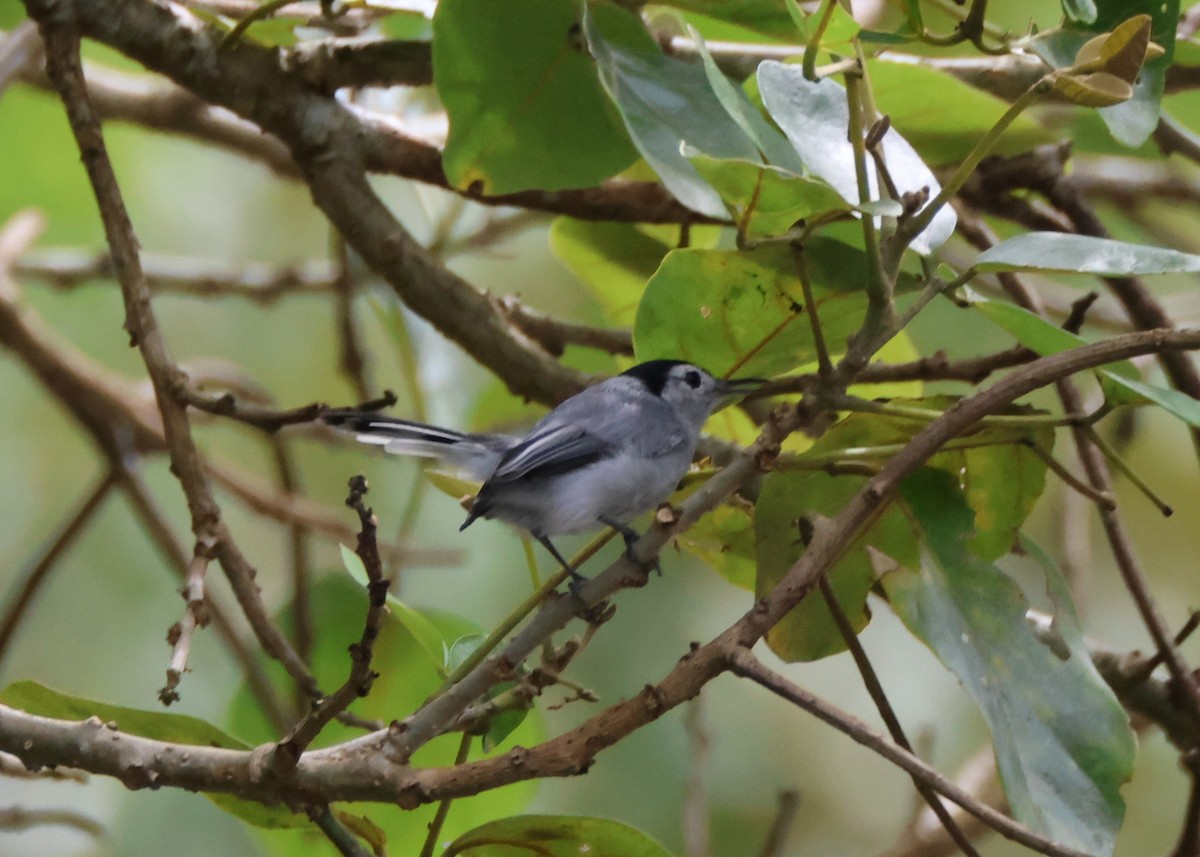 White-browed Gnatcatcher - ML644011779