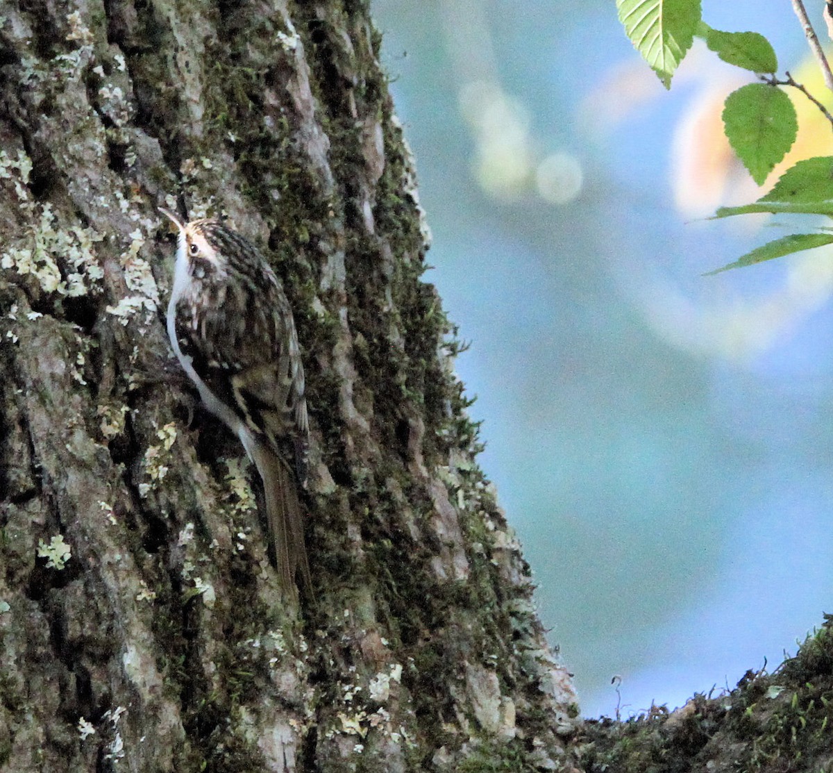 Gerri-txori amerikarra - ML644011780