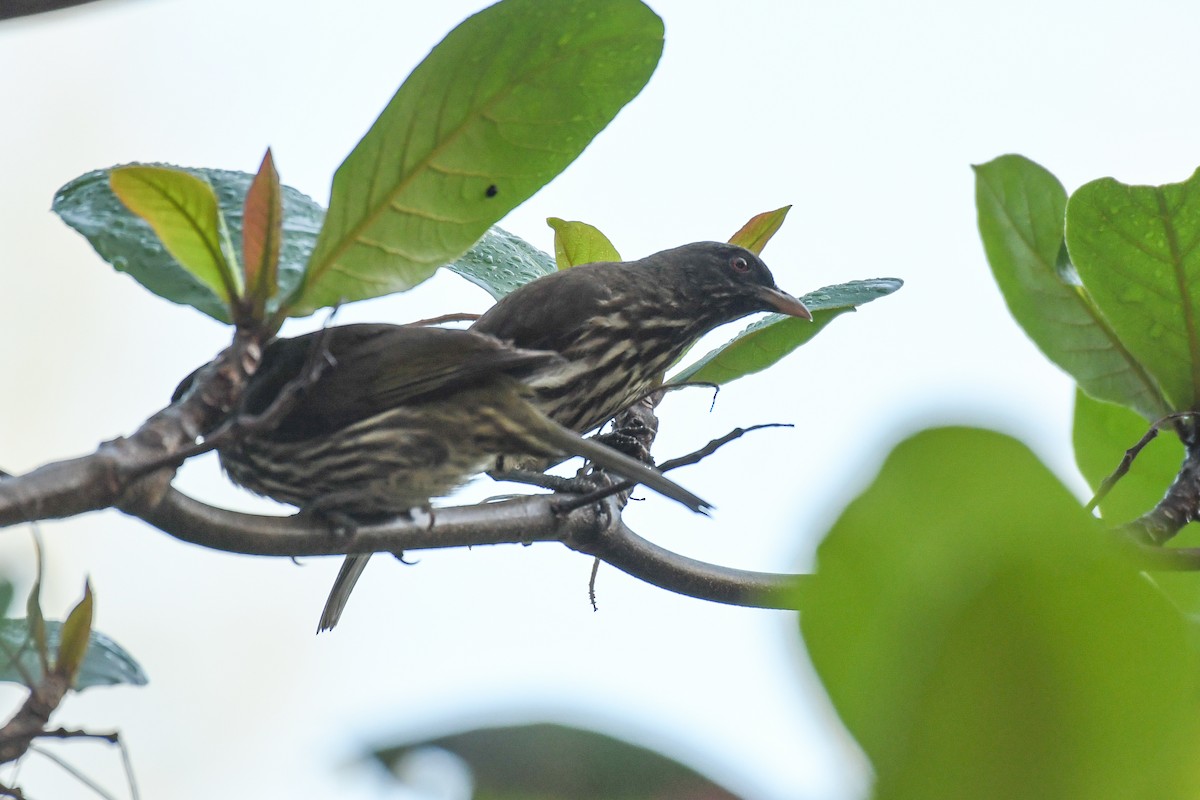 Palmchat - ML644011786